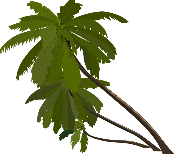 Kerala Tree PNG
