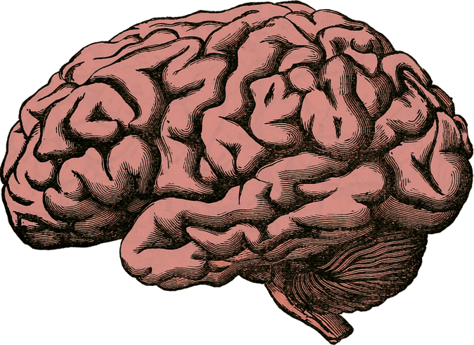 Clear Brain PNG