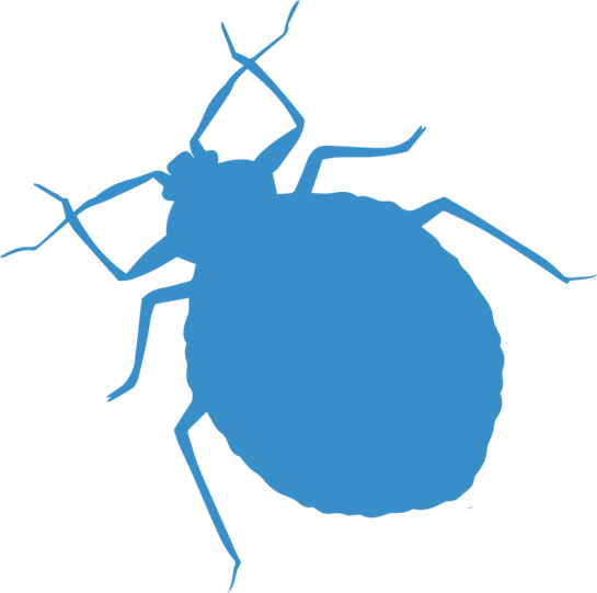 Bed Bugs PNG