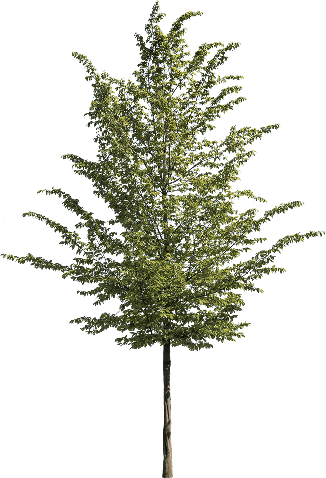 Ginkgo Tree PNG