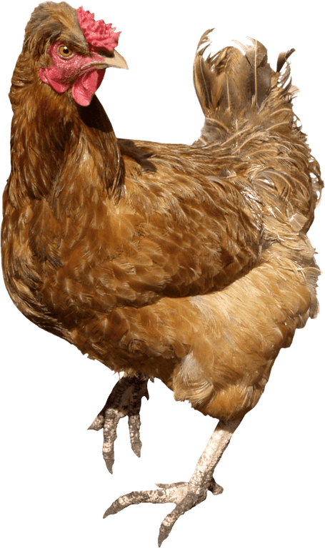 Chicken Bird PNG