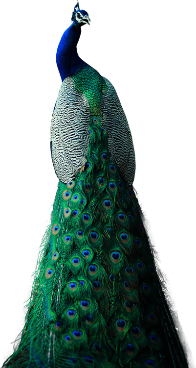 Peacock PNG