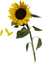 Sunflowers PNG