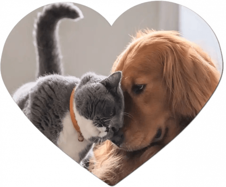 Dog Cat PNG