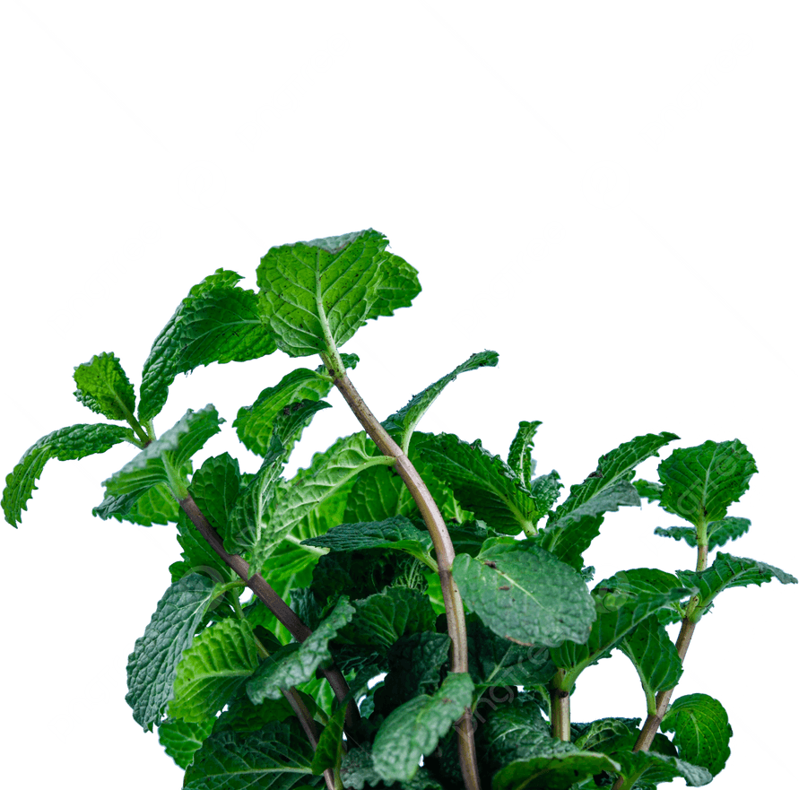 Mint Flower PNG
