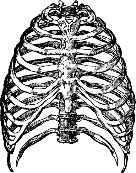 Rib Cage PNG