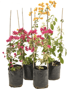 Bougainvillea Flower PNG