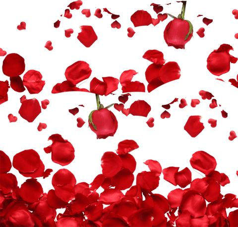 Flower Petals PNG