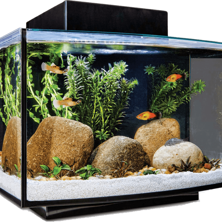 Aquarium Fish Tank PNG