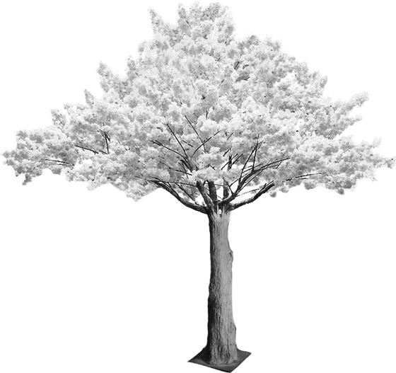 Cherry Tree PNG