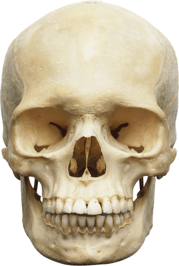 Skeleton Head PNG