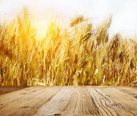 Wheat Field PNG