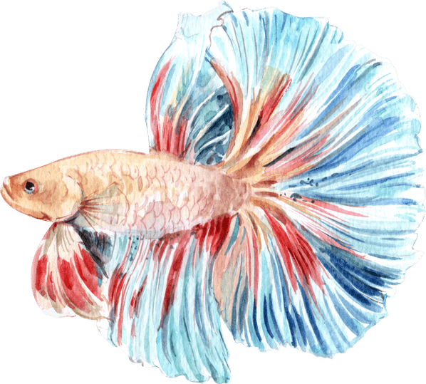 Betta PNG