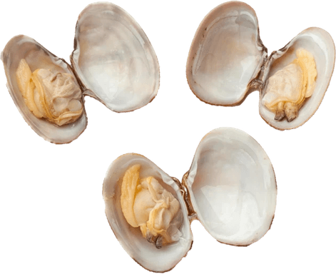 Shell Fish PNG
