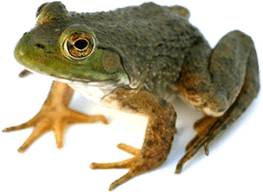 Frog PNG