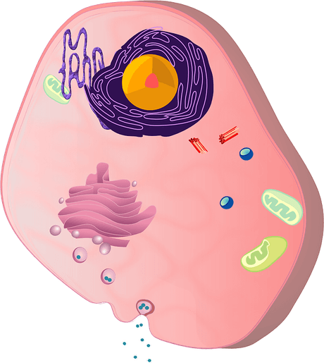Body Cell PNG