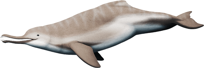 Amazon River Dolphin PNG