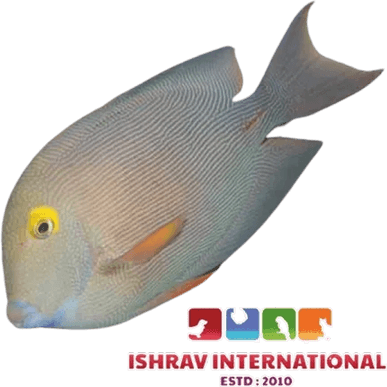 Ornamental Fish PNG