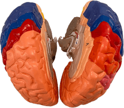 Neuro Brain PNG