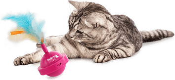 Spinning Cat PNG