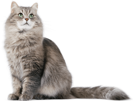 Persian Cat PNG