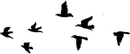 Birds Flying PNG