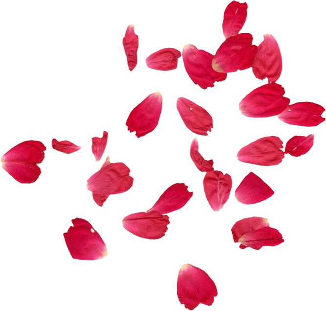 Rose Petals PNG