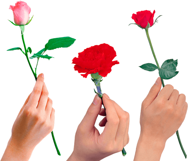 Wilting Rose PNG