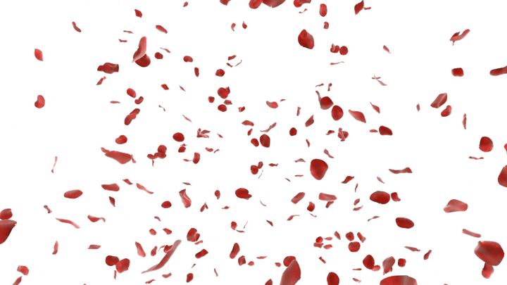 Rose Petals PNG