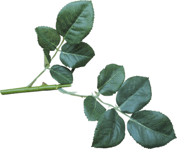 Aesthetic Leaf PNG