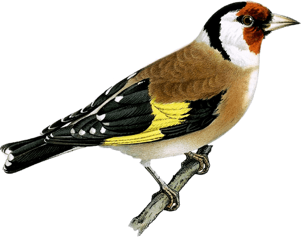 Finches PNG