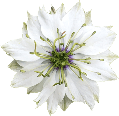 Nigella Flower PNG