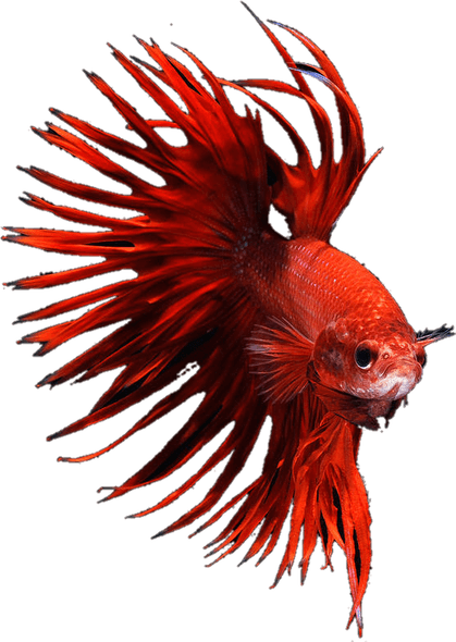 Betta Fish PNG