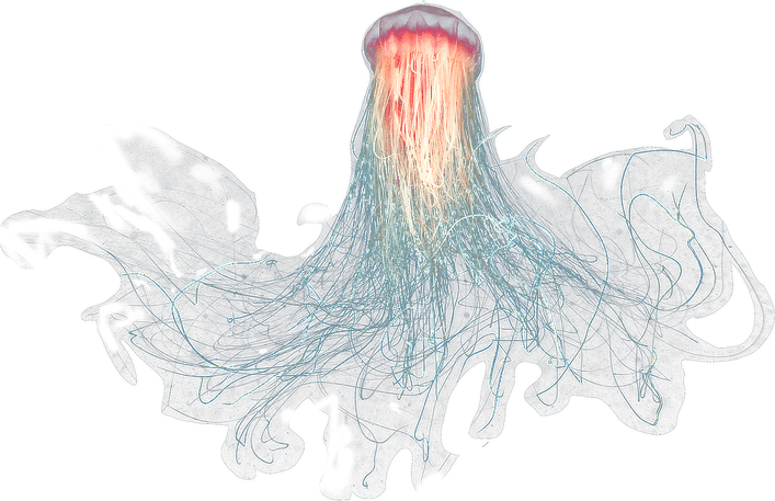 Jellyfish PNG