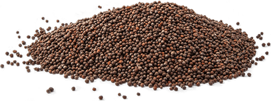 Seeds PNG