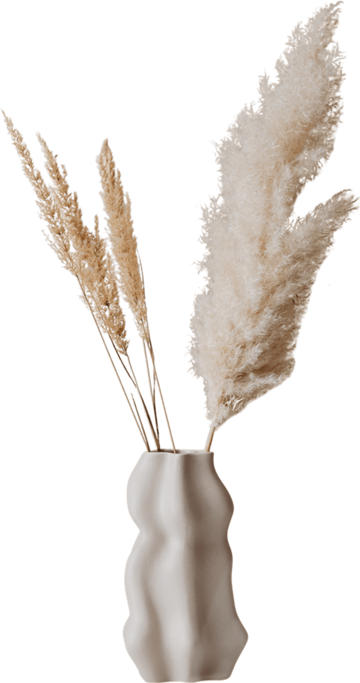 Pampas Grass PNG