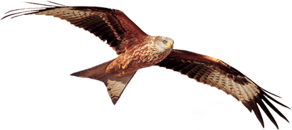 Red Kite Bird PNG
