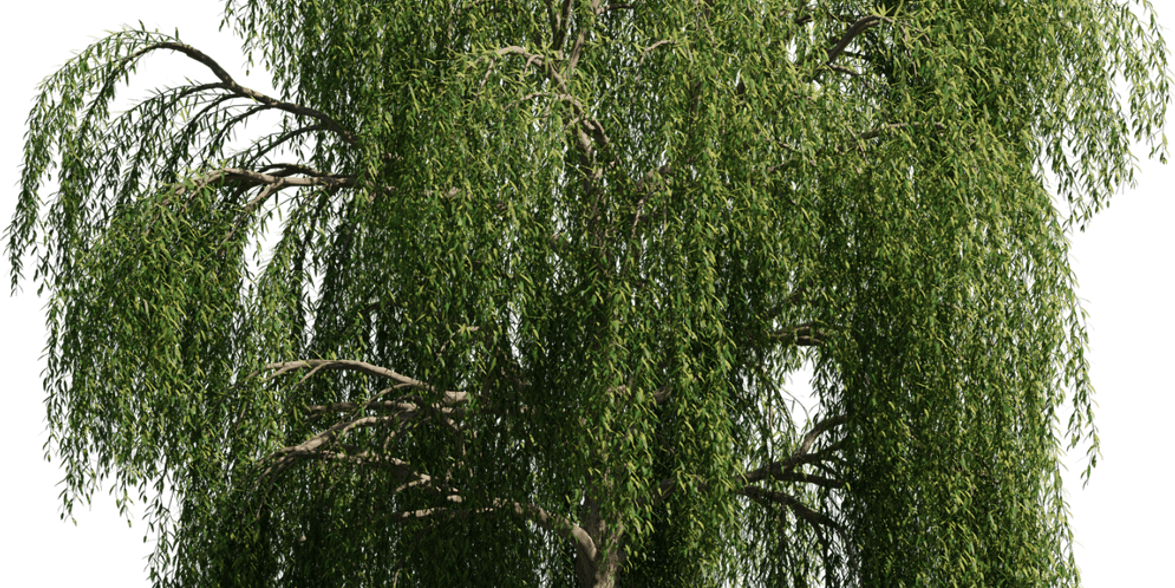 Willow Tree PNG