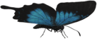Life Is Strange Butterfly PNG