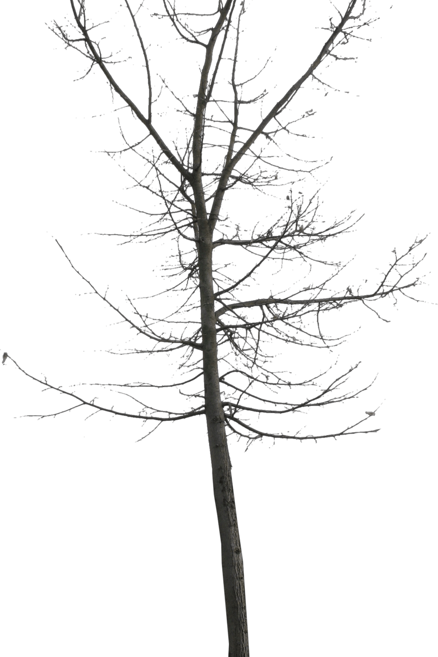 Winter Tree PNG