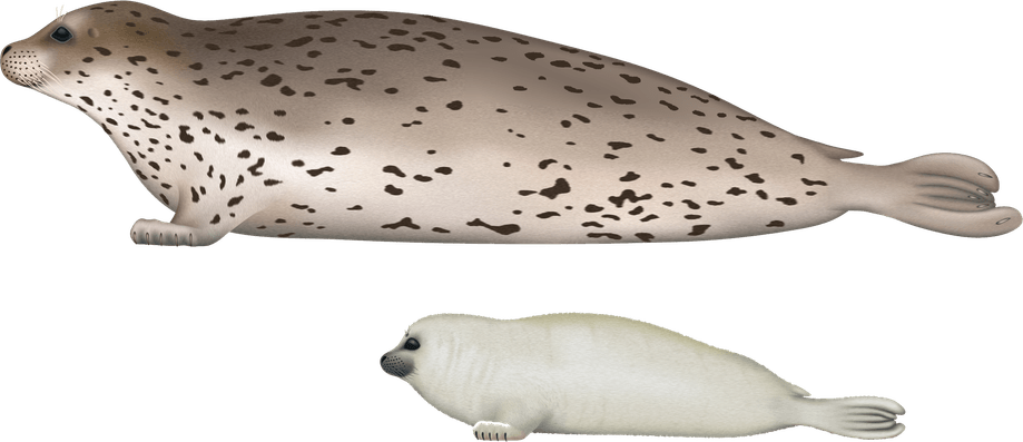 Eared Seals PNG