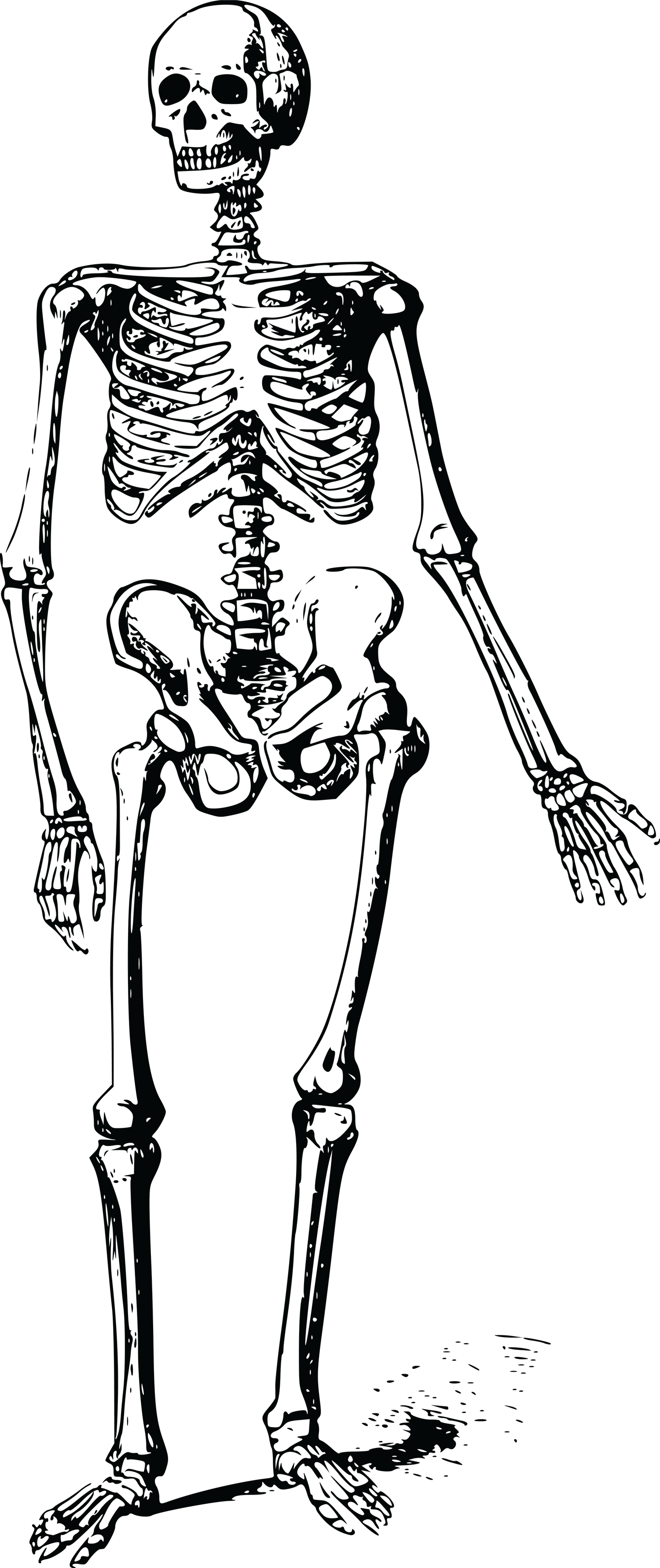 Skeleton Cartoon PNG