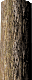 Tree Trunk PNG