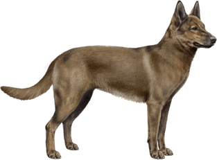 Puli Dog PNG