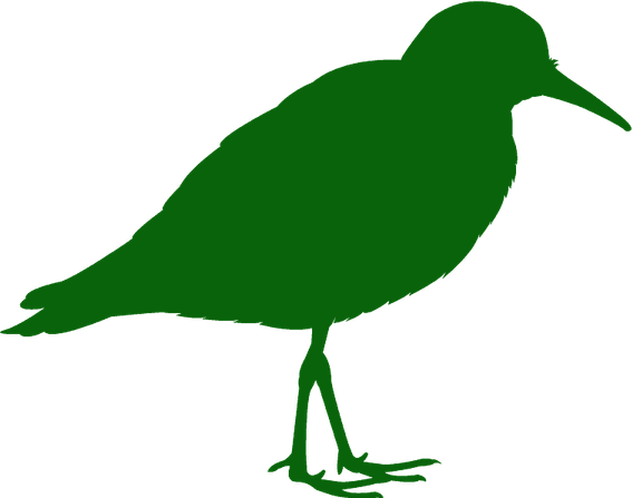 Sandpiper PNG
