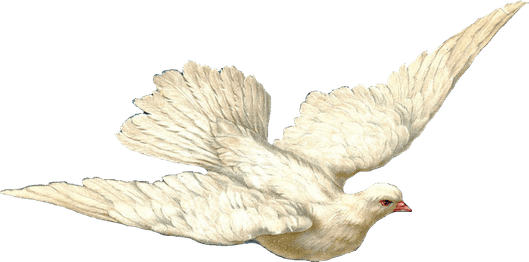 Holy Spirit Dove PNG