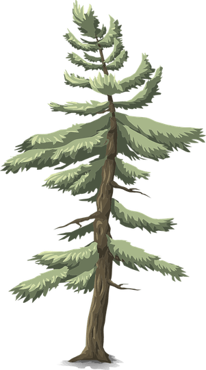 Hemlock Tree PNG