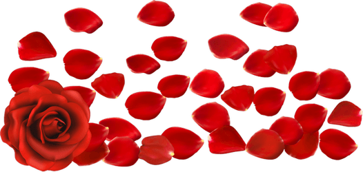 Rose Petals PNG