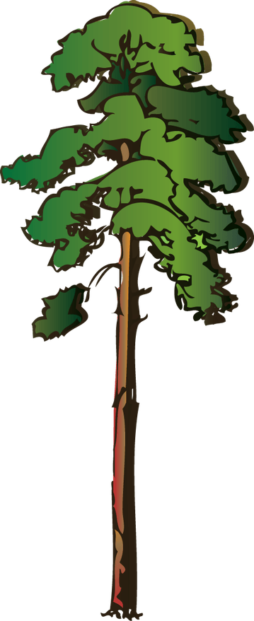 Tall Tree PNG