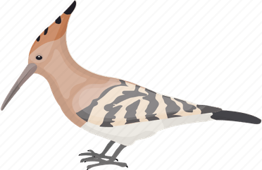 Hoopoes PNG
